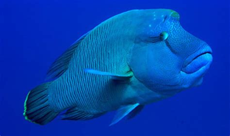 napoleon fish|Napoleonfish .